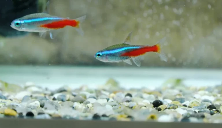 When Can Tetra Fries Go In The Main Tank?