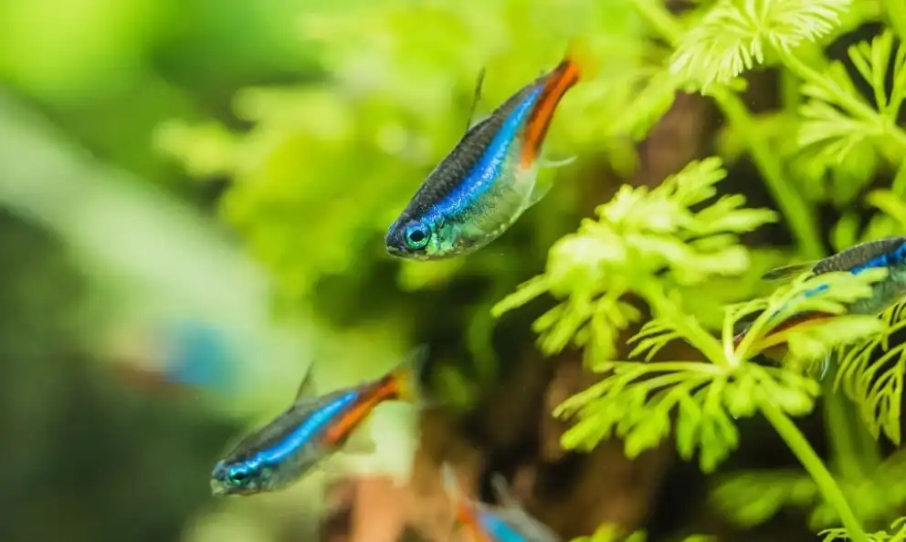 Why Do Adult Tetras Chase Baby Tetras