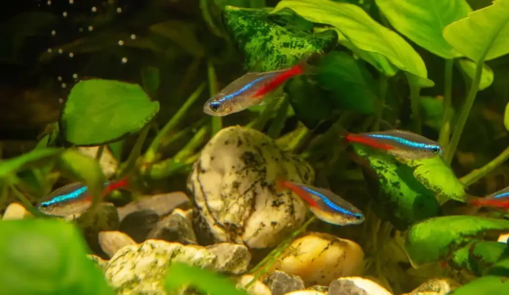 Why Do Female Tetras Fight