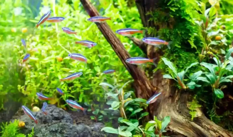 Why Do Tetras Chase Each Other [5 Reasons & Solutions]