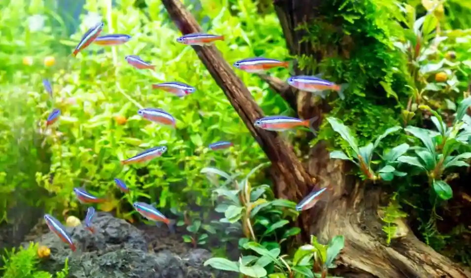 Why Do Tetras Chase Each Other