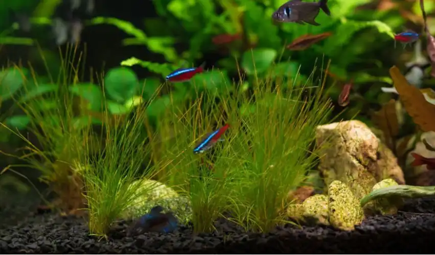 Why Tetras To Constantly Chase Each Other