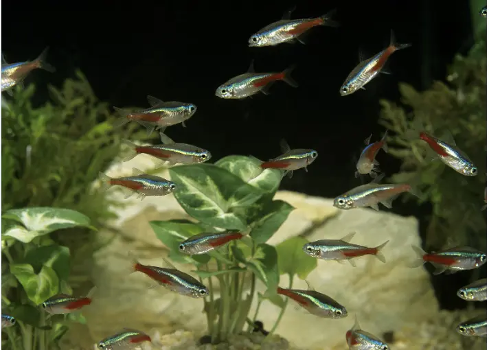 Are Tetras Schooling or Shoaling Fish?