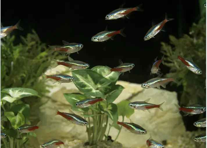 Are Tetras Schooling or Shoaling Fish