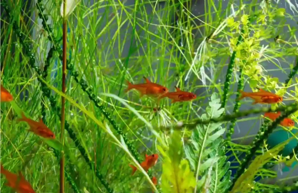 Why Don’t Tetras School in My Tank