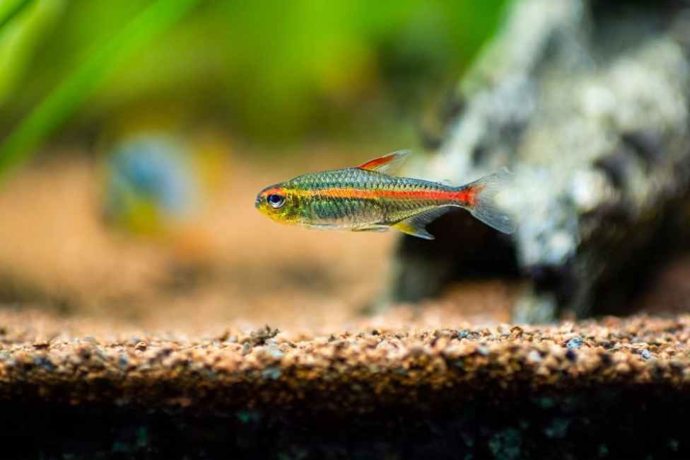 Are Tetras Considered Tropical Fish