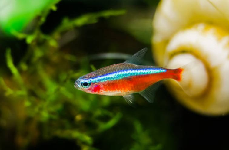 Are Tetras Tropical Fish
