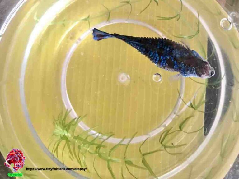 Understanding and Treating Dropsy in Betta Fish