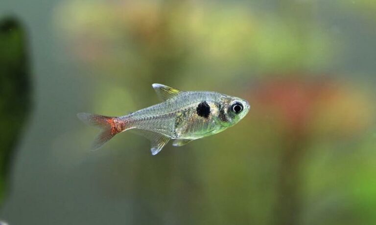 How Often to Feed Tetras? [7 Fish foods for tetras]