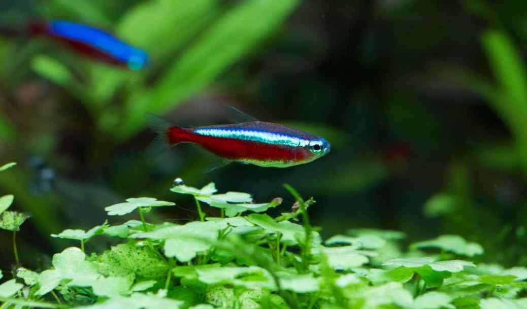 Why Is My Tetra Not Eating? [4 Advice From Expert] Tiny Fish Tank