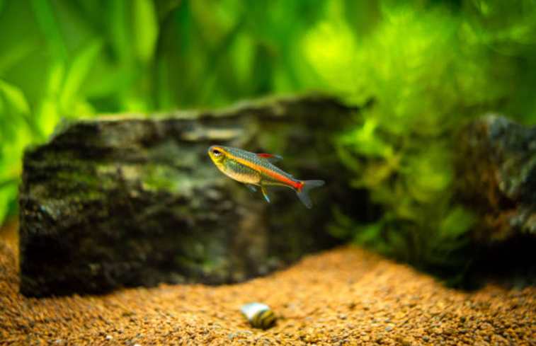 Tips for Keeping Tetras in Your Aquarium