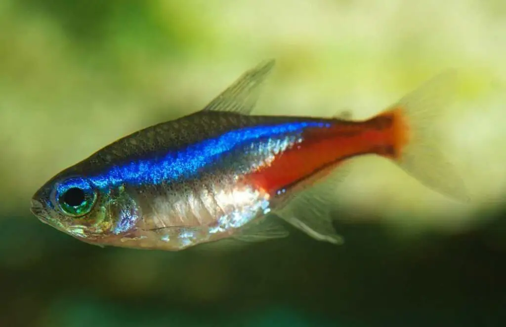What is the best food for tetras