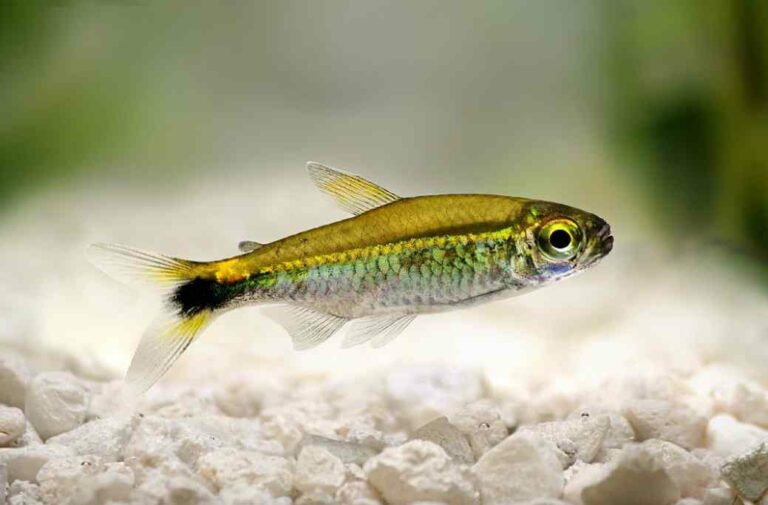 Why is My Tetra Not Eating? [4 Advice from Expert]
