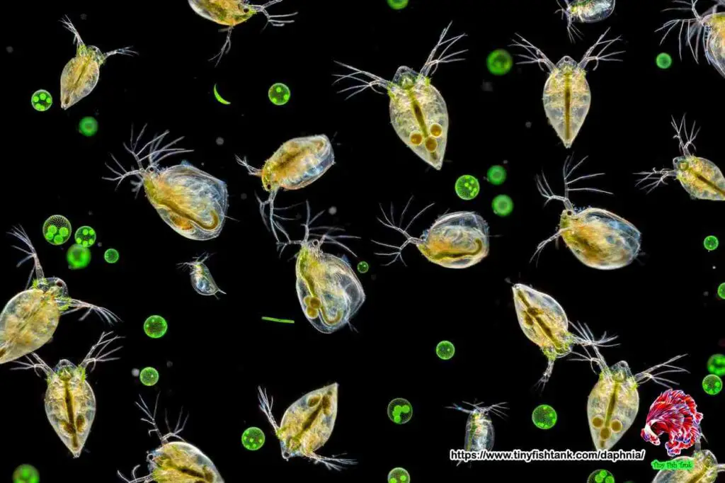 Daphnia Diet and Feeding