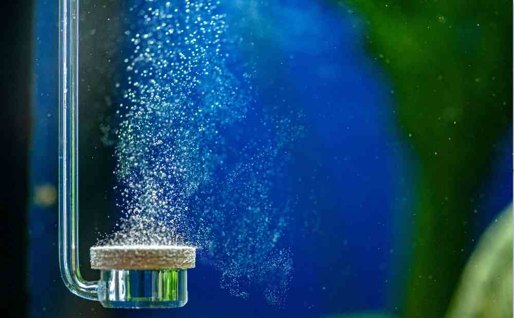 Air Pump to Filterless Danios Aquarium