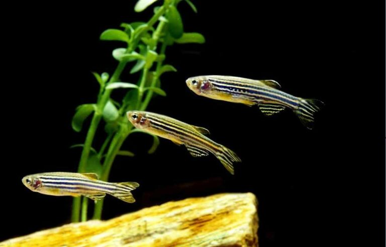 Can Angelfish and Zebra Danios Live in the Same Tank? 