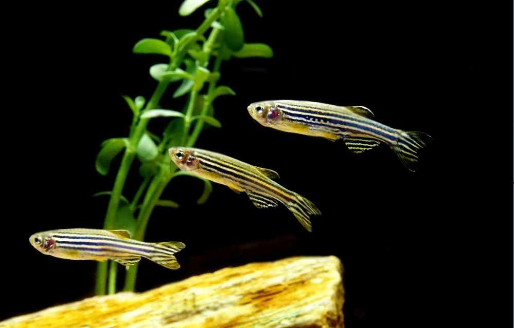 Angelfish and Zebra Danios