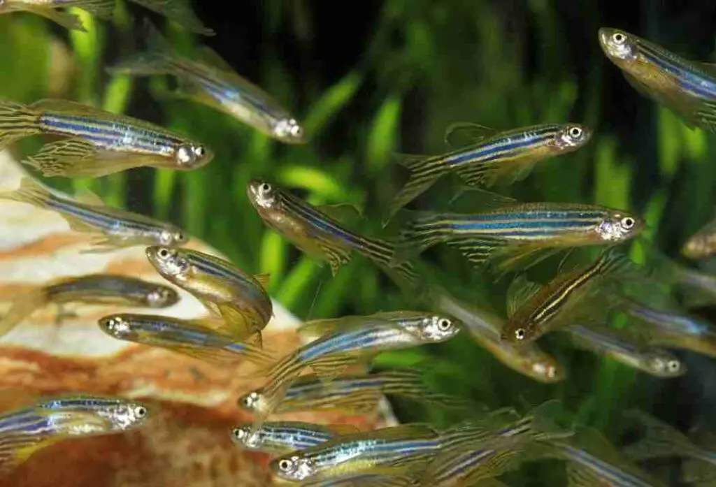 Are Zebra Danios Aggressive