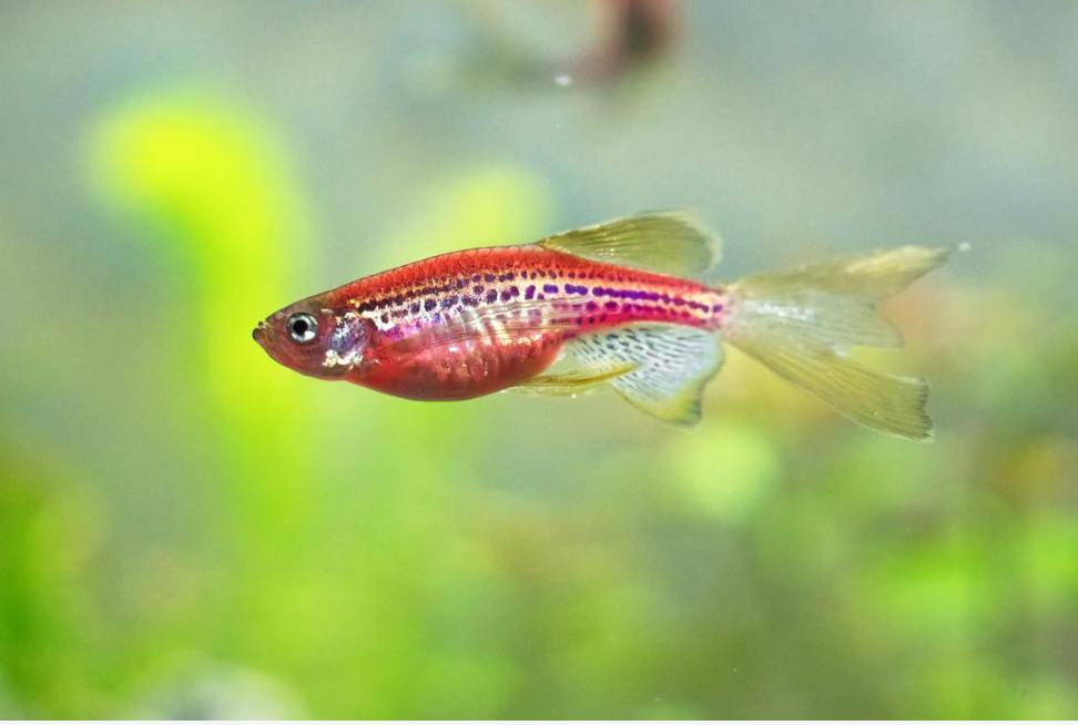 Breed Zebra Danios