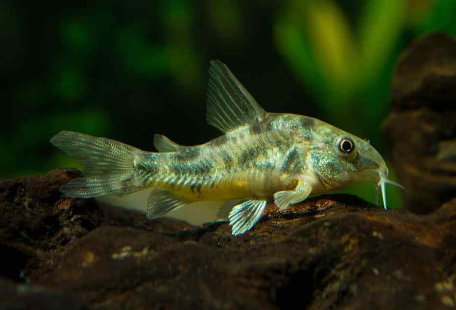 Corydoras with Danios