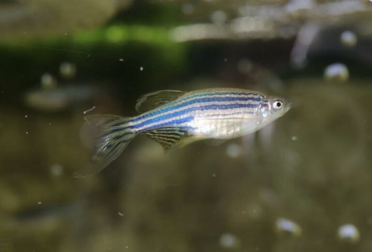 Zebra Danio and Shrimp in a Community Tank