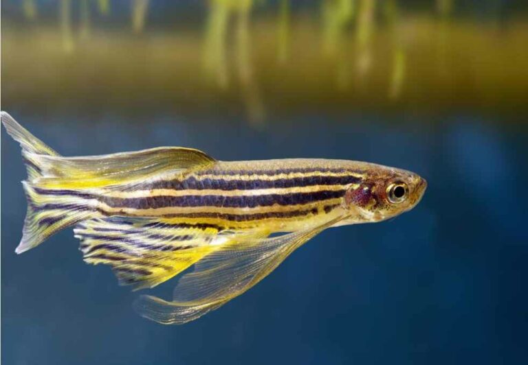 Why Zebra Danios Jump Out of Tank? [ 5Reasons and Best Solutions]