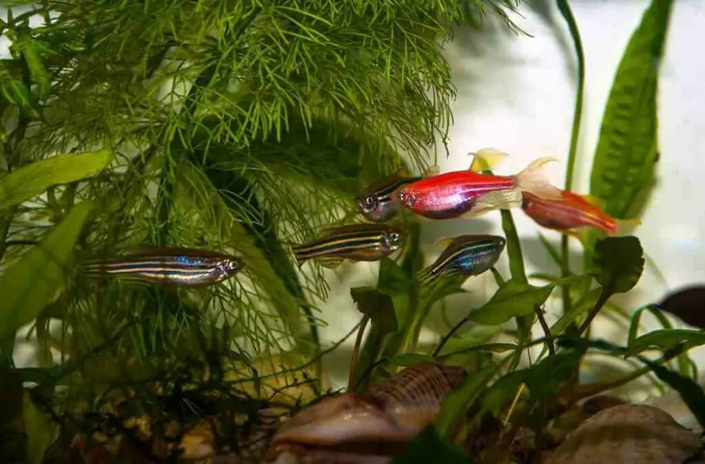 Danios Lose Color When Stressed