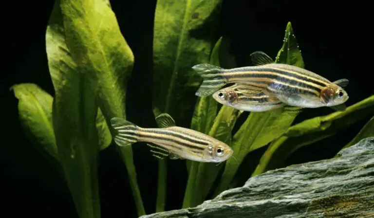 Danios Survive Without Food