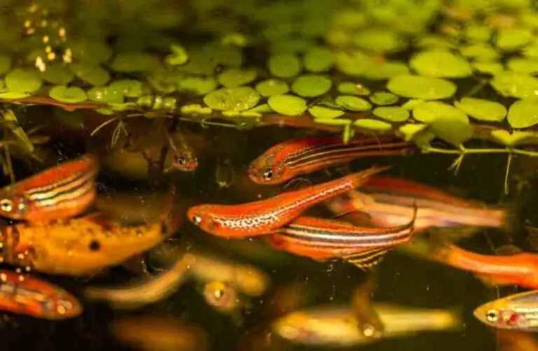 Zebra Danios Tankmates