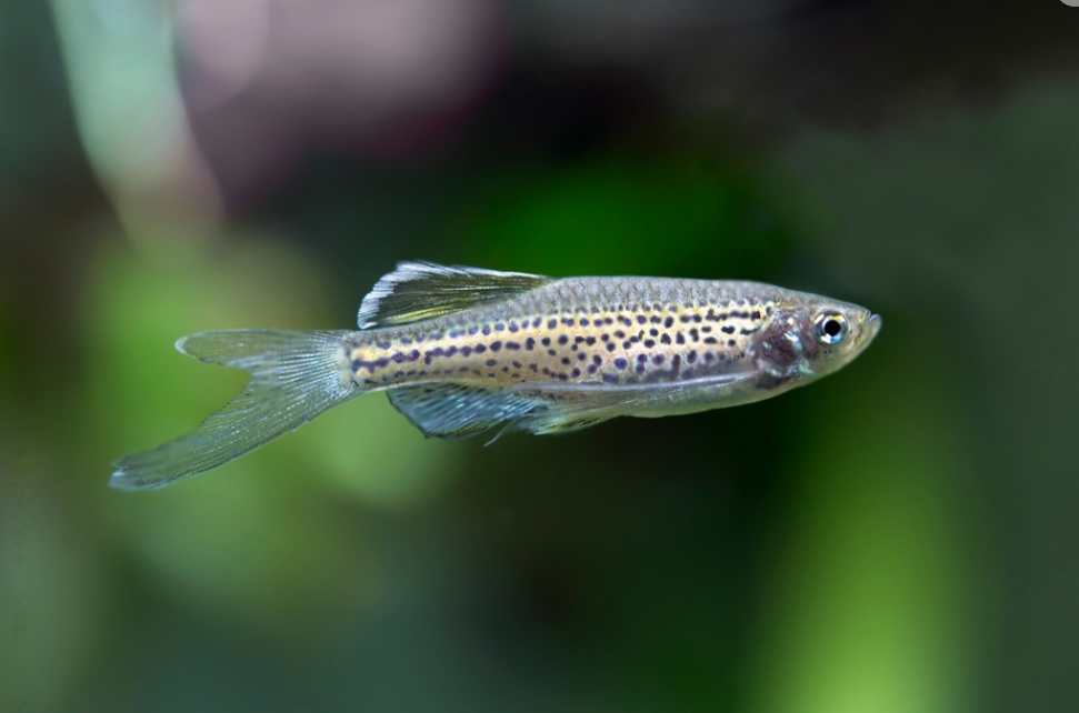 Danios in Small Tank Size