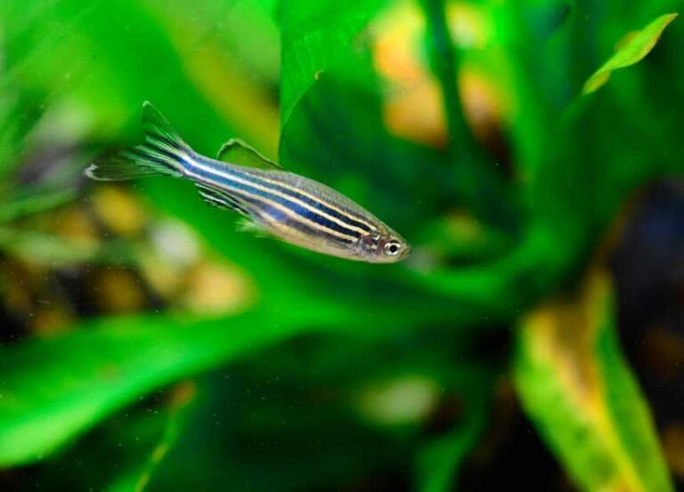 Why Zebra Danios Jump Out Of Tank? [ 5Reasons And Best Solutions