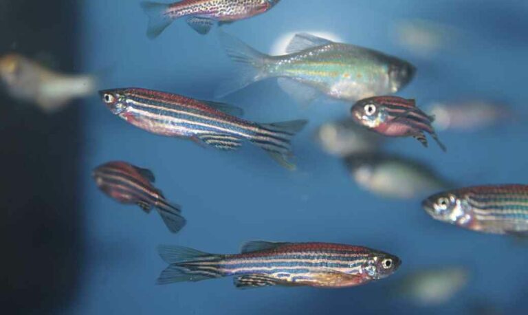 The Curious Case of the Disappearing Zebra Danios [5 facts]