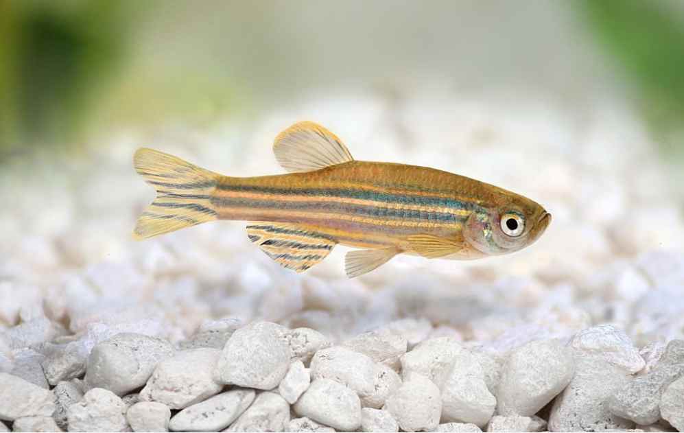 Dying Zebra Danios