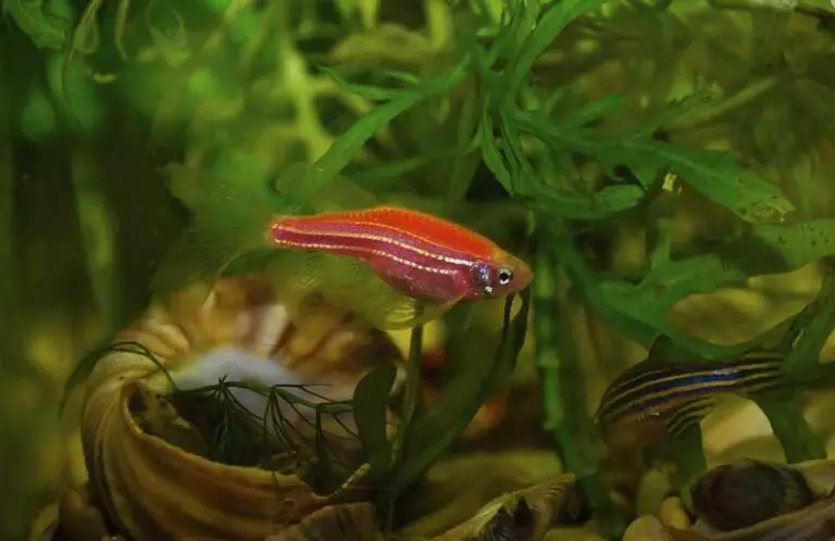 The Egg Laying of Zebra Danios