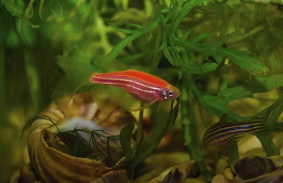 Egg Laying Zebra Danios