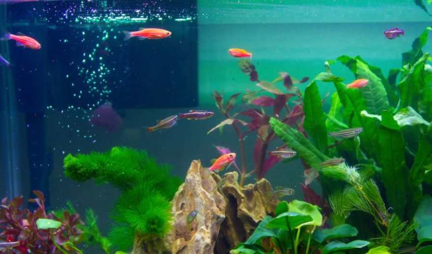 Filtration for Danios and Shrimps