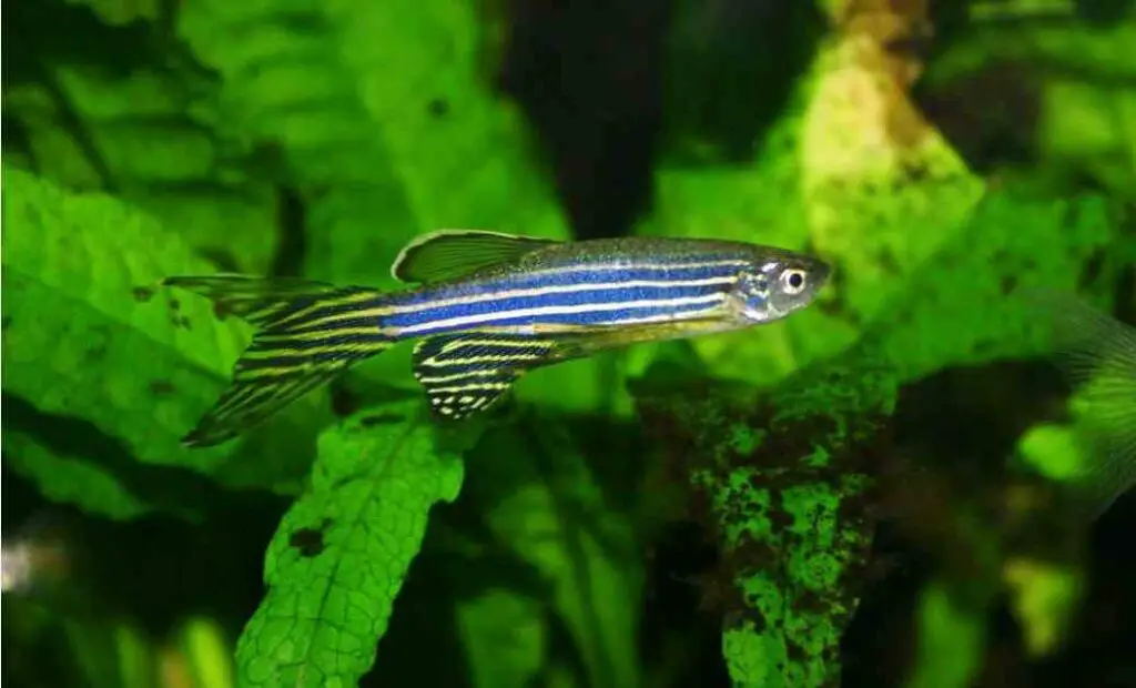 How Long can Zebra Danios go Without food