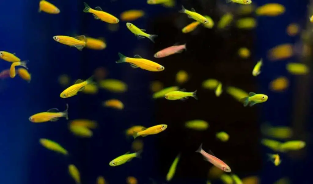 Juvenile Zebra Danios to Adulthood