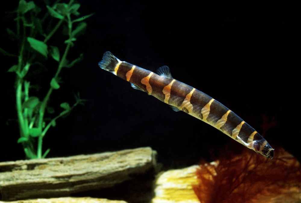 Kuhli Loaches with danios