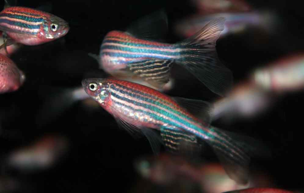 Low Temperatures for Danios