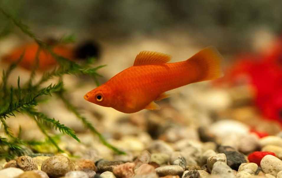 Platy Fish with danios