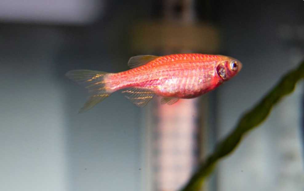 Spawning Frequency of Zebra Danios