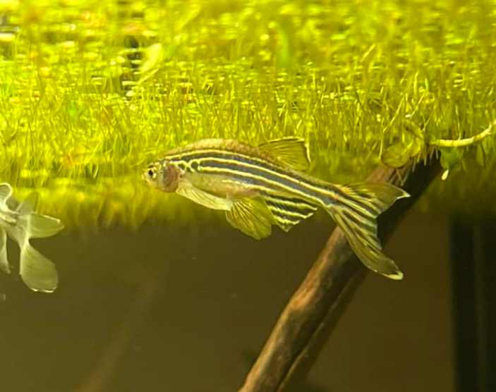 Use live plants to help guppy fry
