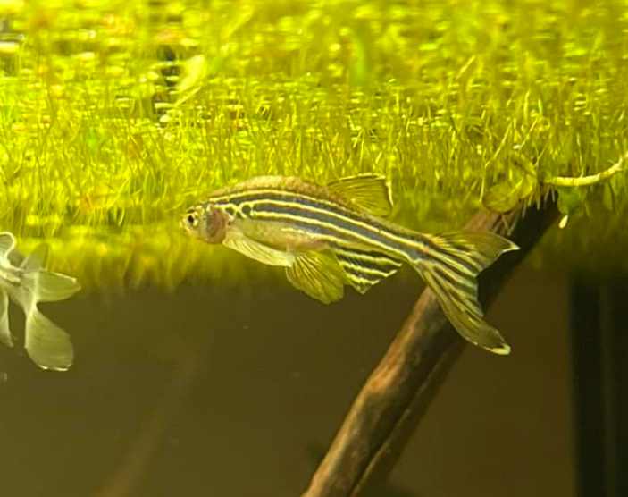 Use live plants to help guppy fry