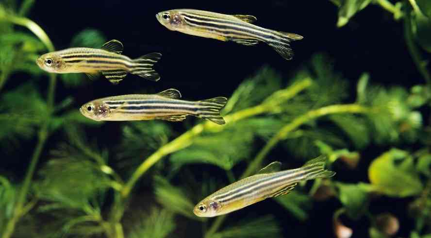 Water Conditions for Zebra Danios