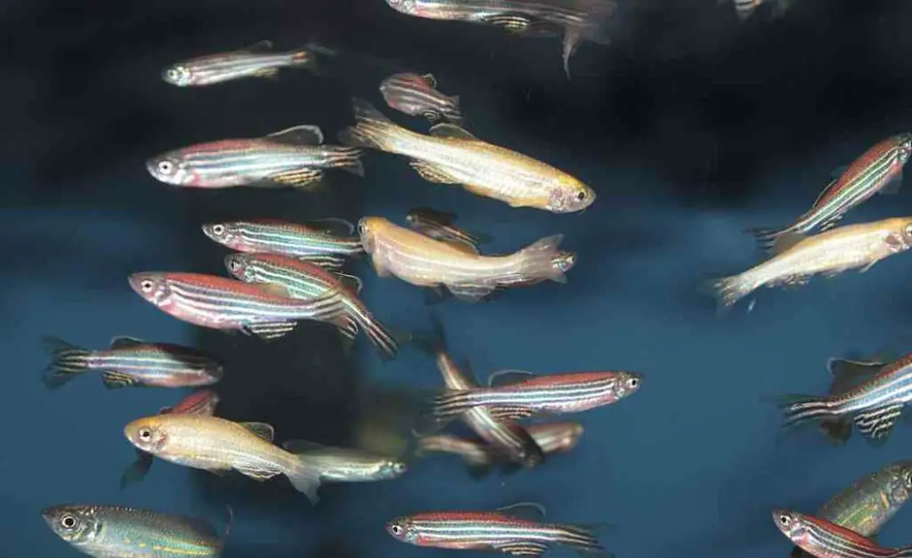 Why Zebra Danios Die