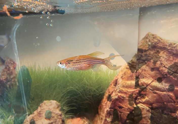 Zebra Danio with Guppy Fry