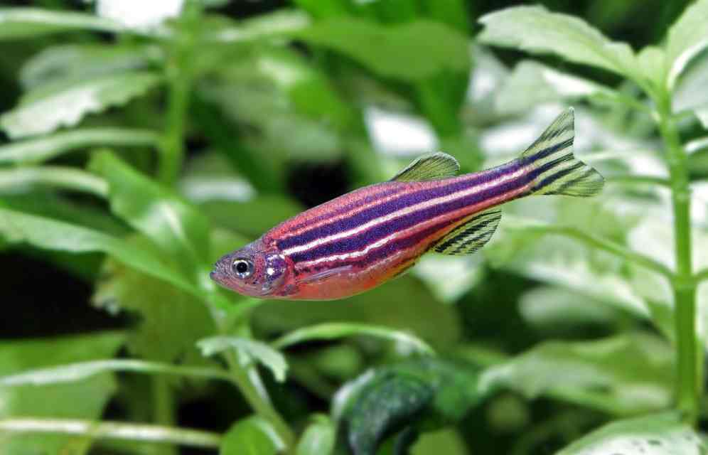 Zebra Danios Eggs