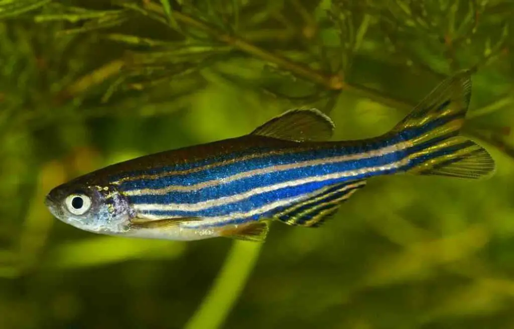 Zebra Danios Feeding