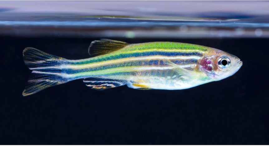 Zebra Danios are Trying To Jump Out